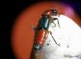 /album/coleoptera/paederus-schoenherri-jpg/